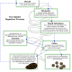 how-the-rabbit-digestive-system-works