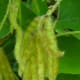 Kudzu pods grow in clusters and are covered in fuzz.