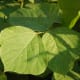A close-up of kudzu leaves.