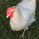 White leghorn hen