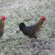 Brown leghorn hens