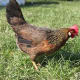 Brown leghorn hen