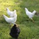 White leghorn pullets