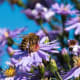 Asters, one of a bee's favorite flowers.