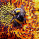 Excellent shot of a bumble bee, fatter and furrier!
