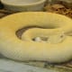 A deadly, yet beautiful, Albino Western Diamondback Rattlesnake
