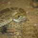 Prairie Rattlesnake at the Louisville Zoo.