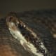venomousmidwestreptiles