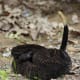 Notice the darker coloration of this Timber Rattlesnake.