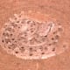 A Prairie rattler cleverly camouflaged in the sand.