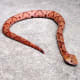 American Copperhead. Photo taken by Michael Page on June 27, 2005 in Atlanta, Georgia.