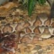Brilliant camouflage of the Copperhead viper.
