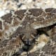 Western Diamondback Rattlesnake