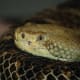 A close-up view of the Timber Rattlesnake's head.