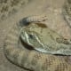 venomousmidwestreptiles
