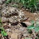 Another lovely colored, but deadly Massasauga.