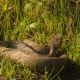 venomousmidwestreptiles