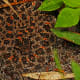 A variant in camouflage for this beautiful Pygmy.