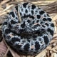 Western Pygmy Rattlesnake, Sistrurus miliarius streckeri