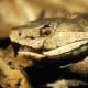 A closeup of the Copperhead's intricate facial features.