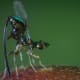 The parasitic fig wasp (Apocryta westwoodi grandi) uses a zinc-hardened and enriched ovipositor to penetrate tough, unripe figs.
