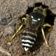 hornets-bees-and-wasps-which-is-which