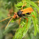 This is the orange spider wasp (Cryptocheilus bicolor) - found in Australia. It has orange wings and legs and a broad orange band around its abdomen. These wasps are large