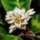 Angiosperms are types of plants. Calathea Warscewiczii - Wilhelma