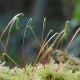 Bryophytes are types of plants. Bryophytes on decaying wood in Whatcom County, Washington, USA.