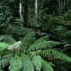 Ferns are types of plants. Ferns near Cann River, Victoria, Australia