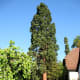 Gymnosperms are types of plants.