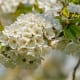 Angiosperms are types of plants. Flowers of a cherry tree (Prunus avium subsp. duracina) at Sasbach, Germany.