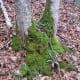 Bryophytes are types of plants. Bryophytes at three between Weißenburggegend and Hofstadtgegend in Frankenfels.
