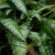 Ferns are types of plants. Sword ferns in the temperate rainforest of Kaien Island