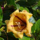 Angiosperms are types of plants. Cup of Gold Vine; Museo Agrícola el Patio, Tiagua, Municipio de Teguise, Lanzarote, Canary Islands, Spain