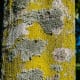 Bryophytes are types of plants. Bryophytes, lichen and algae tend to grow as extremophiles or irruptively in 7th Brigade Park, Chermside.