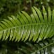 Ferns are types of plants. Ferns in Nunniong, Australia