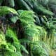 Ferns are types of plants. Ferns in Nunniong, Australia