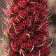 Angiosperms are types of plants. Echium wildpretii