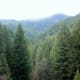 Gymnosperms are types of plants. Conifer forest, Sierra National Forest, near Downieville, California