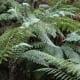 Ferns are types of plants. Ferns on rainforest tour- National Botanical Gardens