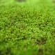 Bryophytes are types of plants. Common bryophytes found in Indonesia.
