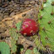 Angiosperms are types of plants. Fruit; Jardín de Cactus, Guatiza, Lanzarote, Canary Islands, Spain