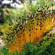 Bryophytes are types of plants. Splachnum Sphaericum (Bryophytes)