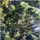 Gymnosperms are types of plants. October Giant Redwood Neuershausen