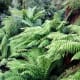 Ferns are types of plants. Ferns in Nunniong, Australia