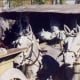 Image at Forbidden Gardens