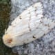 Female Gypsy Moth