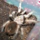 The western desert tarantula, Arizona blond tarantula or Mexican blond tarantula.
