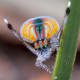 A male Maratus volans peacock spider.